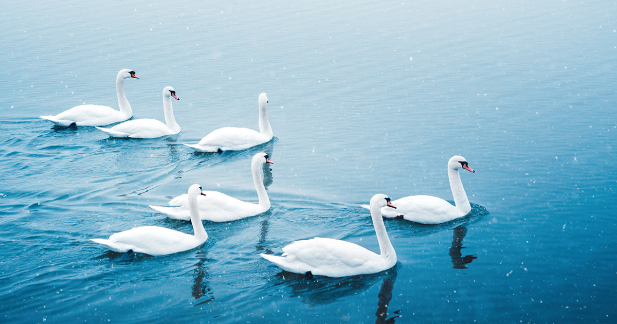 Seven Swans.png?itok=1wE9QpCw